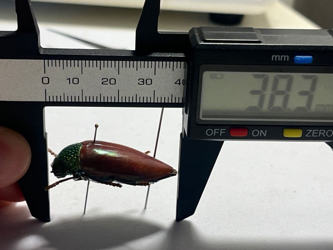 年代物】チャイロフトタマムシ フトタマムシ スハンダエ プラチナ