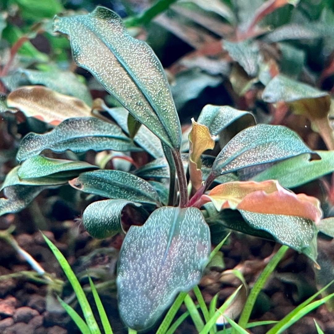 ブセファランドラ ブラウニーゴースト 群生株溶岩石活着 水中葉 - メルカリ