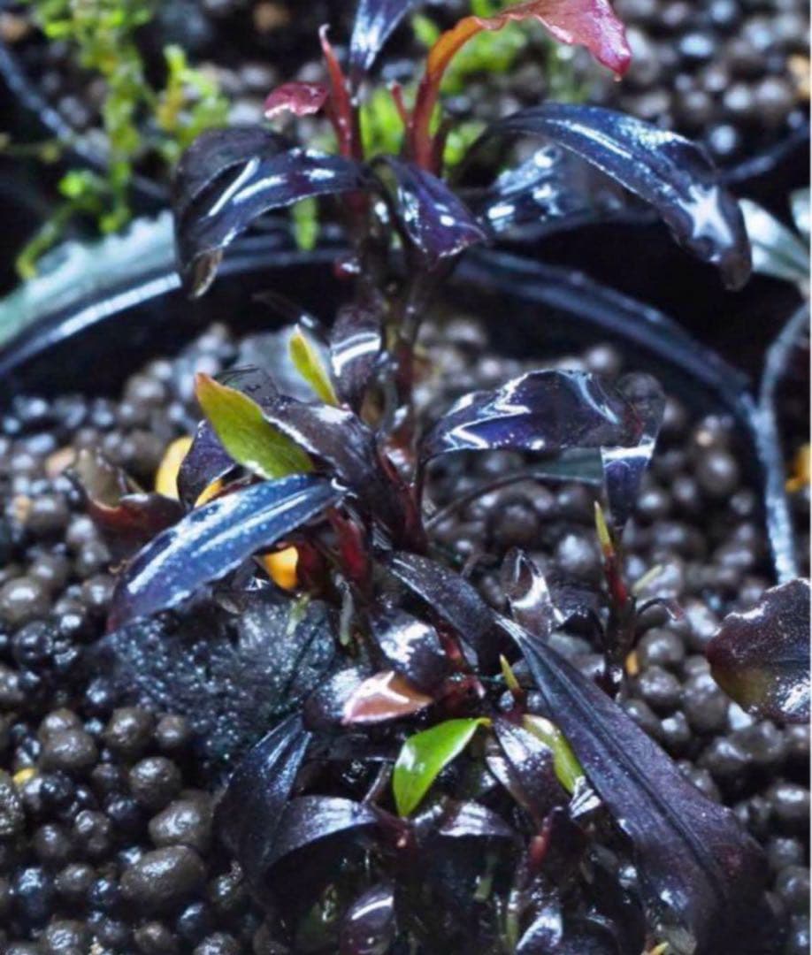 Bucephalandra sp.Ghost kalimantan Bucephalandra sp.Ghost