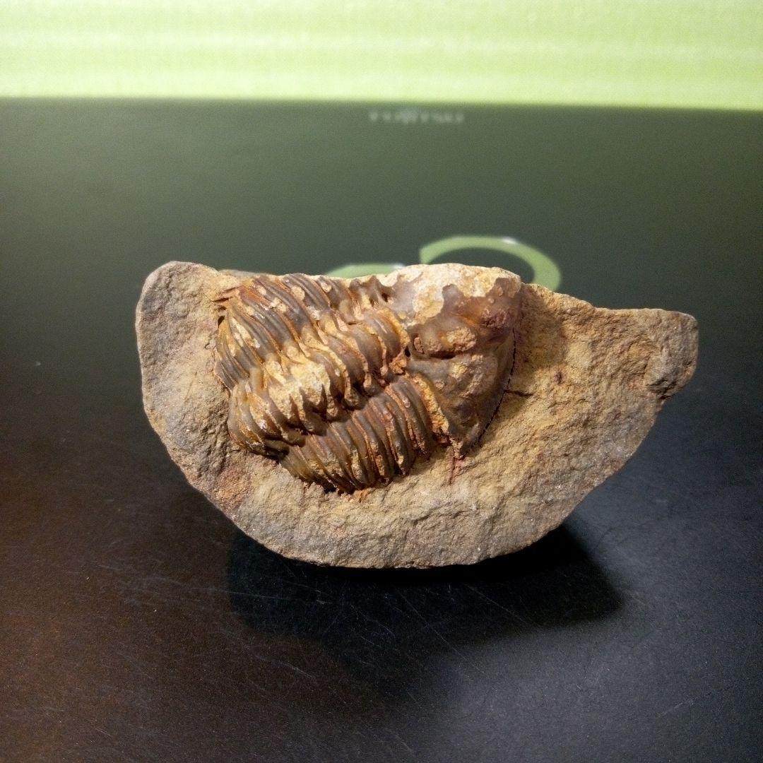 三葉虫 化石 fossil ボリビア産 レア Fossil管理⑦