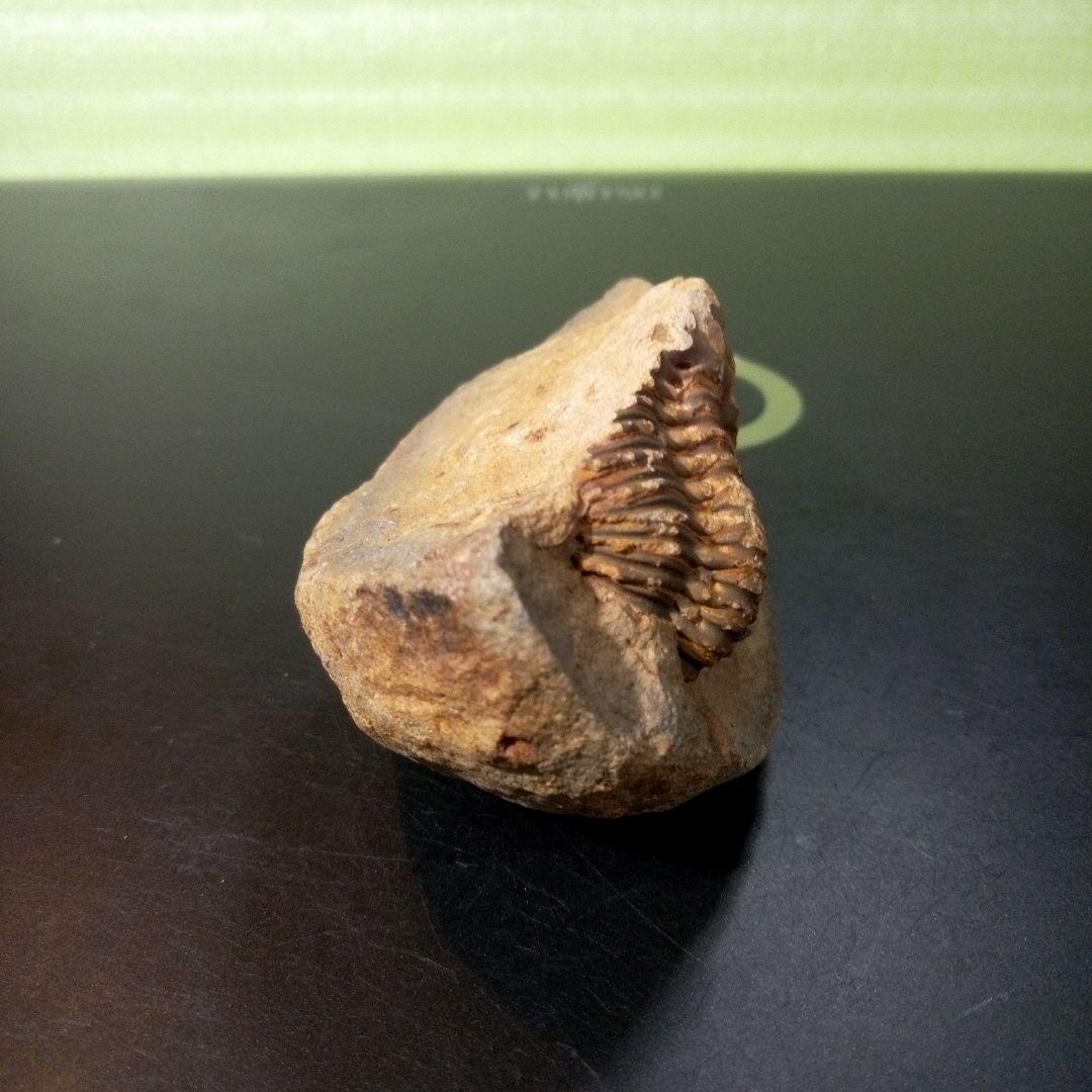 三葉虫 化石 fossil ボリビア産 レア Fossil管理⑦