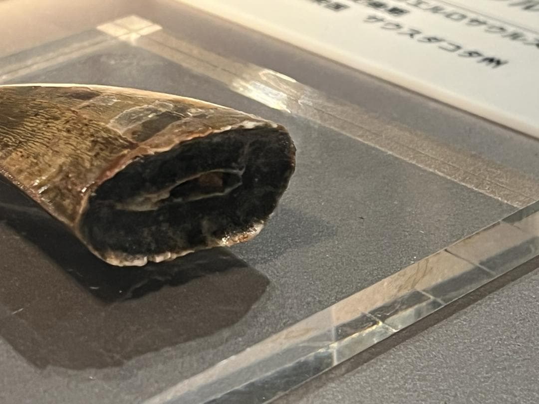 超絶希少！伝説的なギガノトサウルスの歯！ 値段交渉可能 - メルカリ