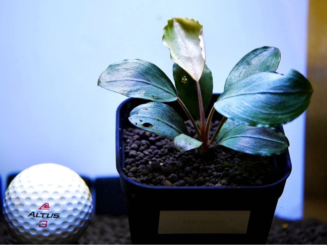 《激美＆レア》ブセファランドラ『Pandora Variant』【完全水中葉】