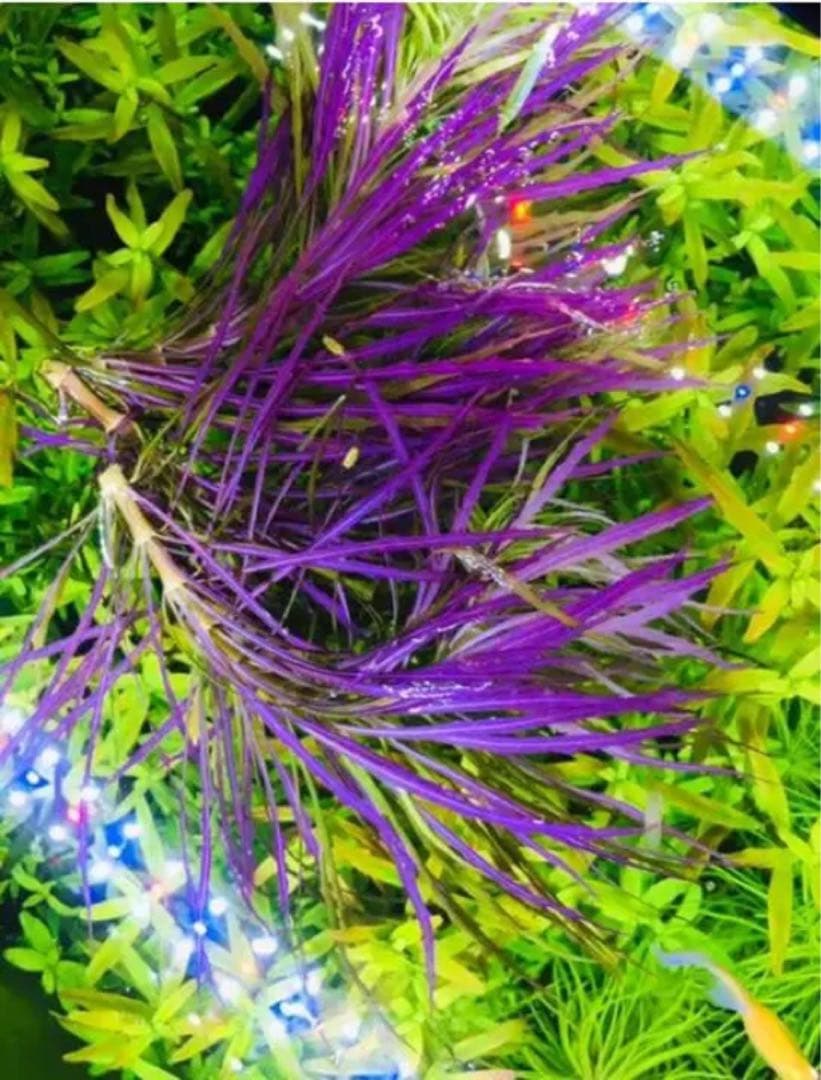 水草 トリミング 水中葉 無農薬 無害虫 水草セット 5種類 水中葉 無農薬