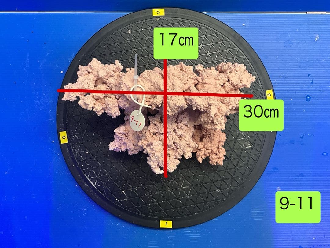 人工ライブロック　No.11 無害化処理済