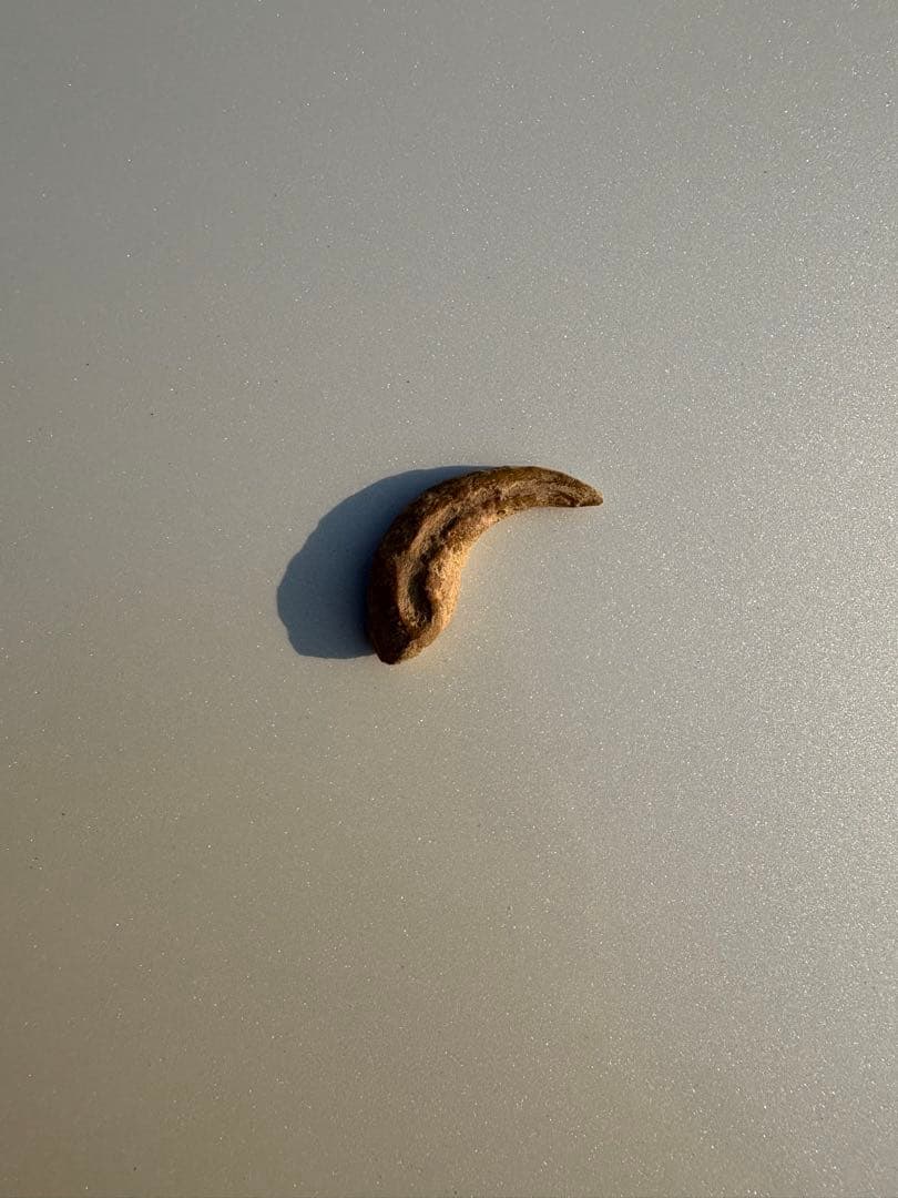 翼竜の爪　化石　モロッコ 日本初、翼竜類の新属新種命名 | EurekAlert! 博物館級 アランカ 翼