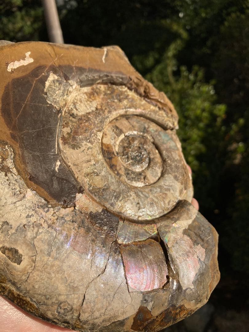 北海道中川大きな虹色ハウエリセラス化石恐竜