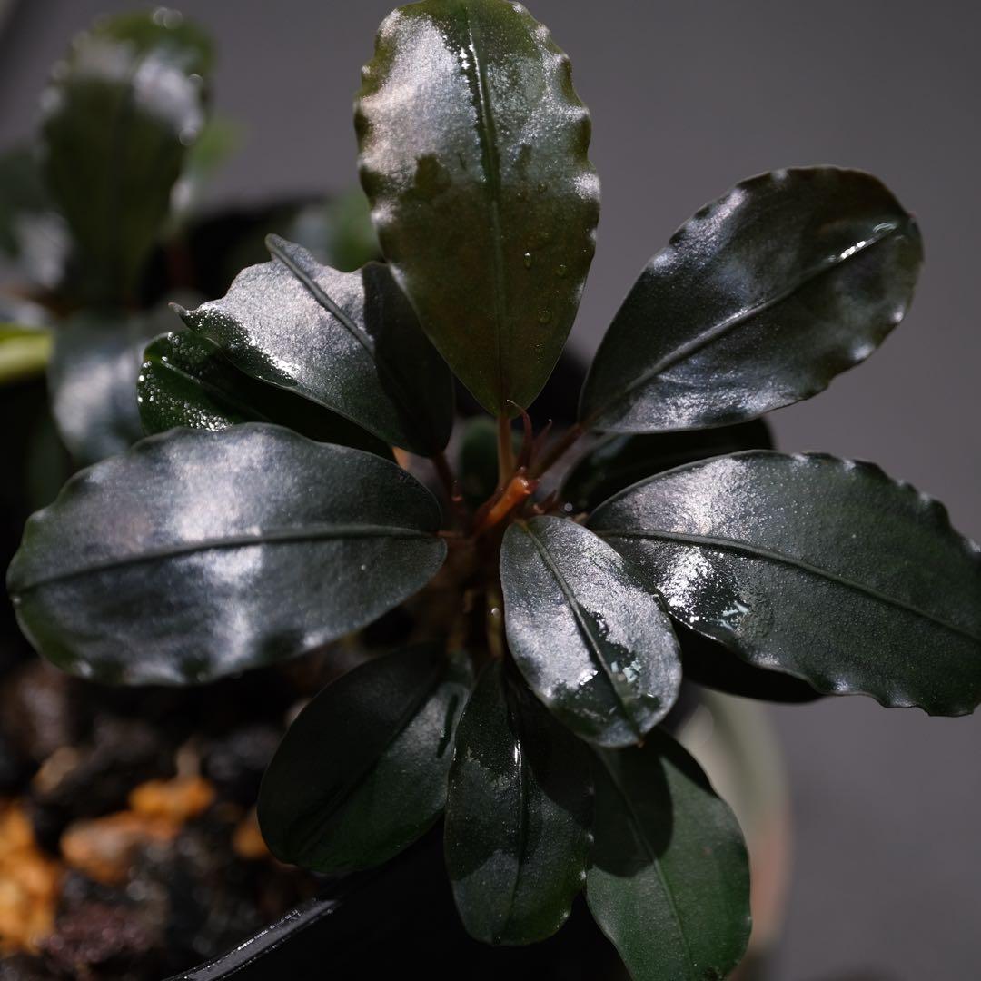 807さんBUCEPHALANDRA 光沢優先