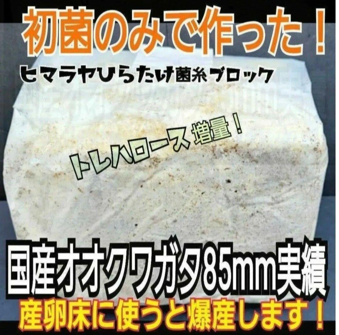 極上！ヒマラヤひらたけ菌糸ブロック【4個】初菌のみ使用！国産