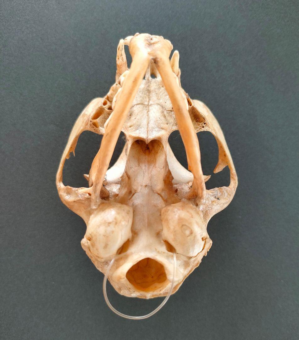 ○Real Animal Skull — 小型哺乳類 頭蓋骨 標本 アート鑑賞用