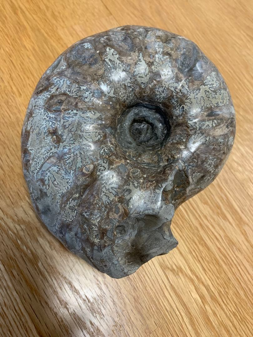 北海道産アンモナイト(中川地方産)18センチ