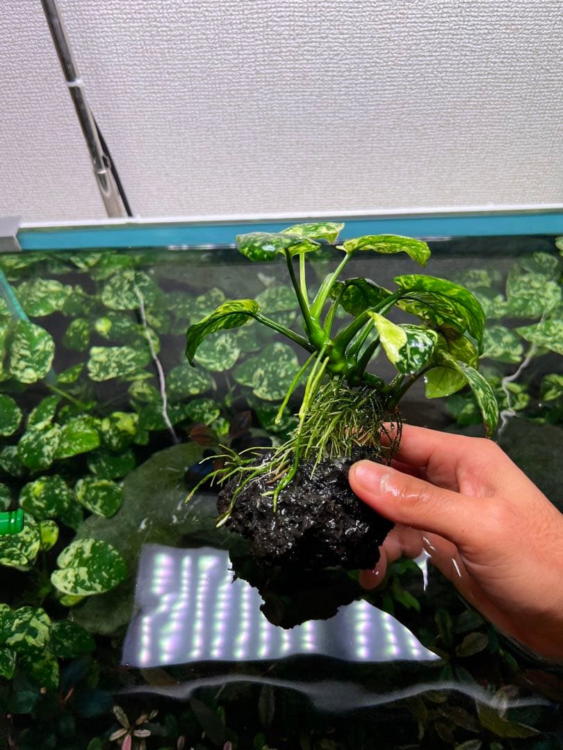 アヌビアスナナ 斑入りキング Anubias Variegated King