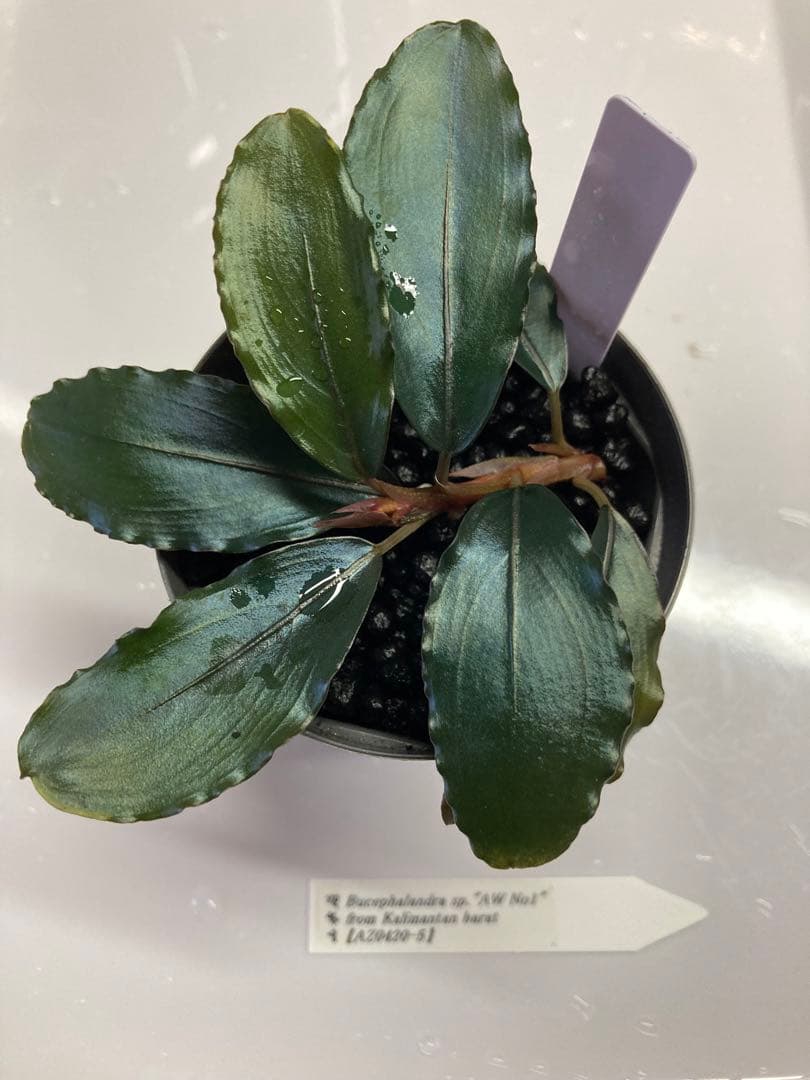 ブセファランドラ sp. AW No.1 【AZ0420-5】 - メルカリ