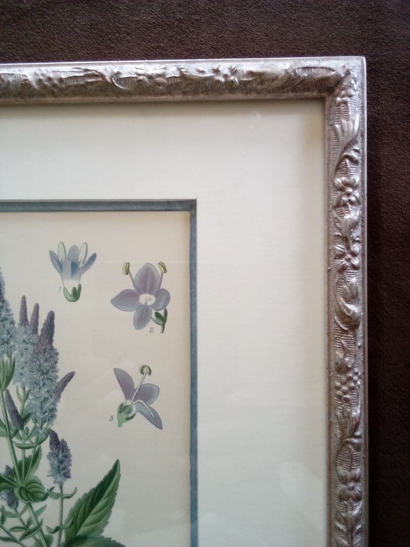 イギリス ボタニカル画 石版画(クロモリトグラフ) 1897年