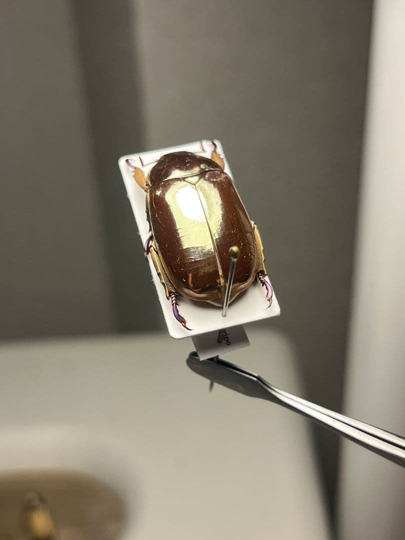 22mm】リンバータプラチナコガネ 標本ウグイスコガネタマムシ