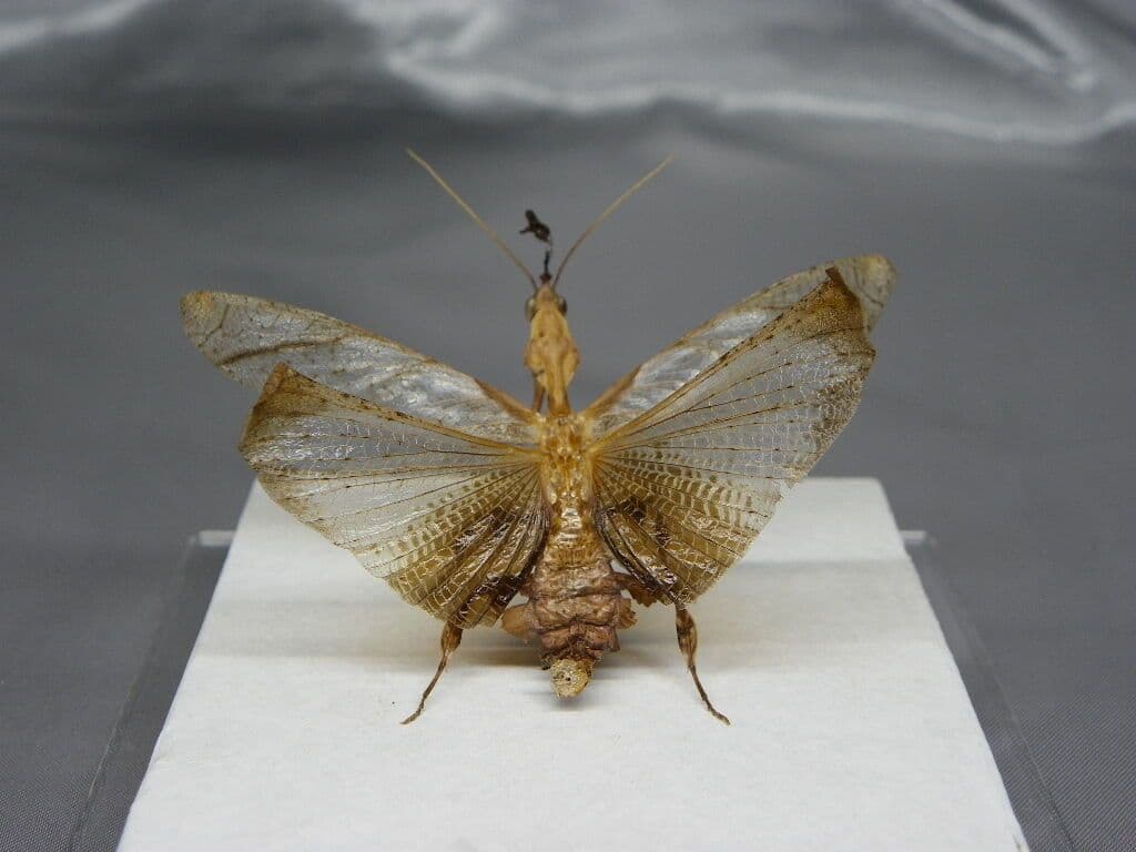 ゴーストマンティス／ペア 立体標本