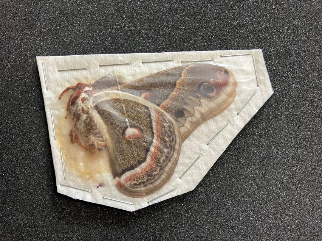 蛾 セクロピアサン ♂ 未展翅標本 蛾 セクロピアサン ♂ 未展翅標本 - メルカリ