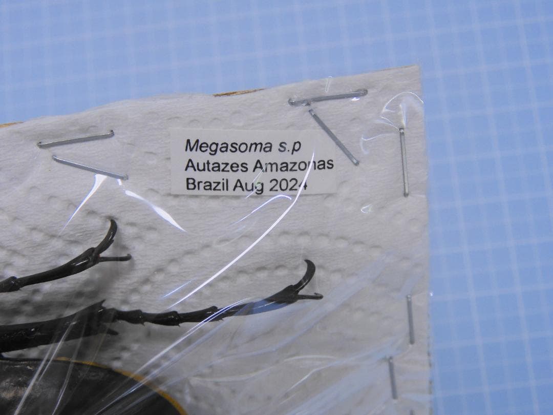 ブラジル産ゾウカブト100mmX52mm このエリアの最大個体
