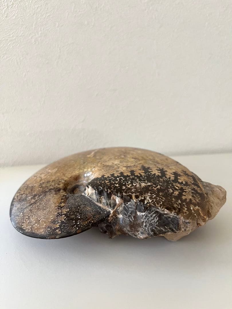 美品アンモナイト化石　菊石　15.5cm