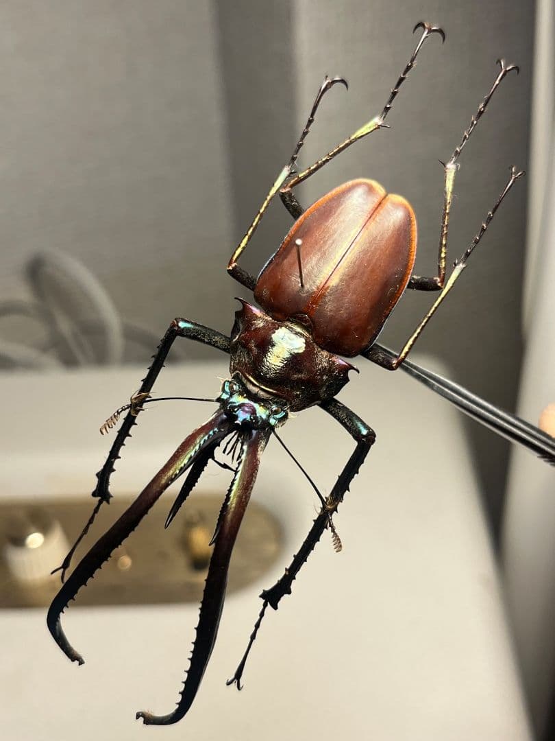 81mm】チリクワガタ メタリフェルホソアカクワガタ Wild 昆虫標本