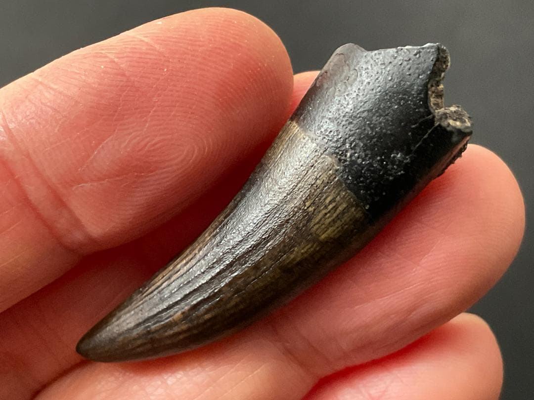 恐竜の歯 [DS398] パロニコドン 化石 希少 レア