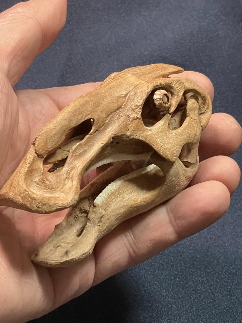 木彫　恐竜　ブラキロフォサウルス頭骨　１/10スケール