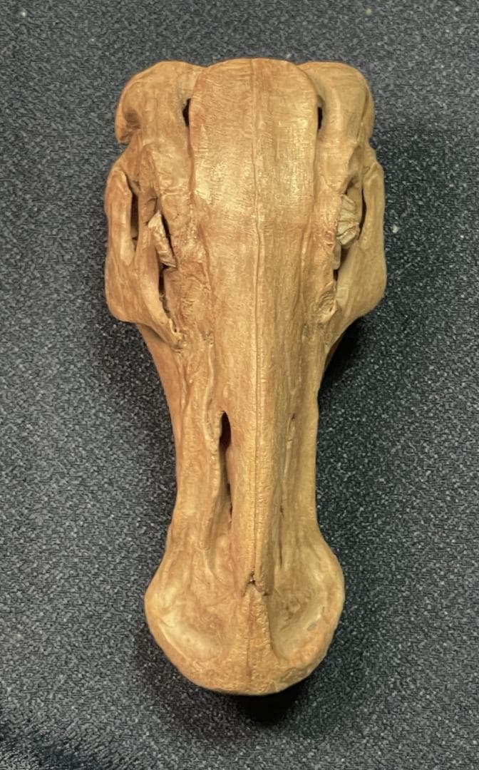 木彫　恐竜　ブラキロフォサウルス頭骨　１/10スケール