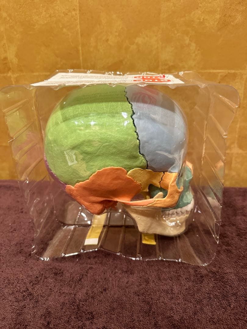 ■ドイツ3B社製頭蓋骨22分解キッ ト表示>マルチカラー　◾️新品未使用品