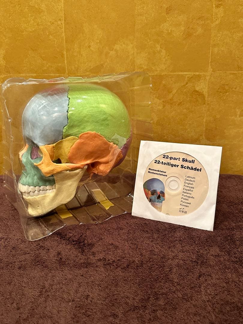 ■ドイツ3B社製頭蓋骨22分解キッ ト表示>マルチカラー　◾️新品未使用品