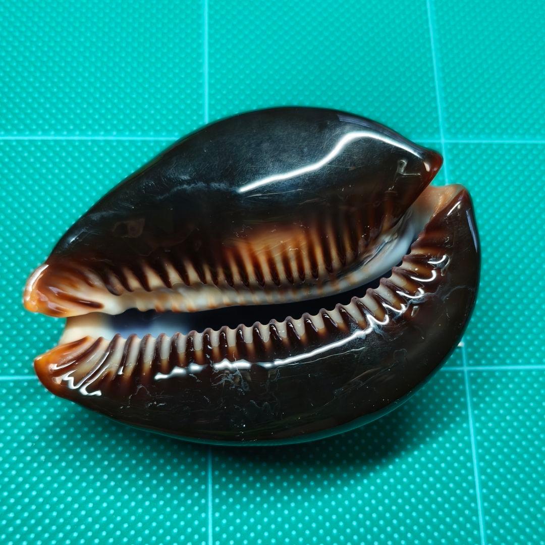 沖縄産・大型】タカラガイの通販はau PAY マーケット - 輸入雑貨の