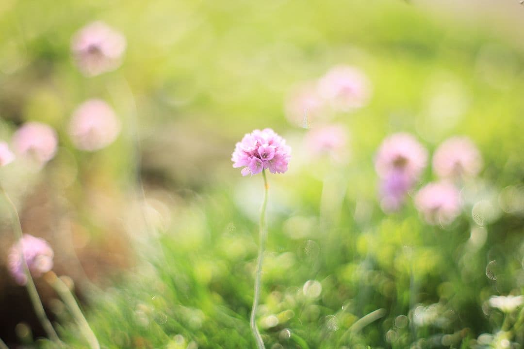 《希少》EBC FUJINON 50mm F1.4 前期型 光学美品【黄変除去】