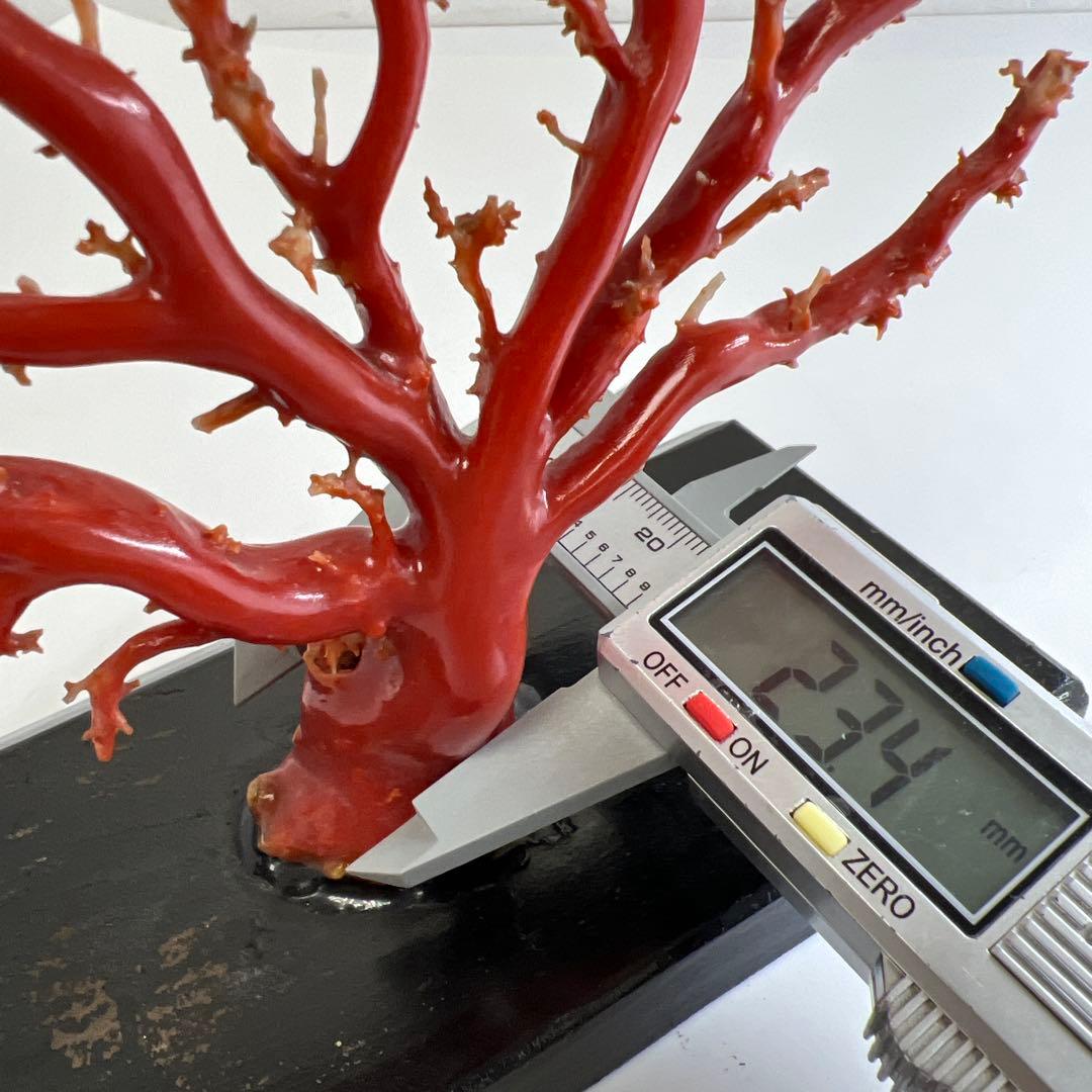 本血赤珊瑚 原木 195g(台込) 最大23.7mmトカコ東な8-0130☆1F - メルカリ