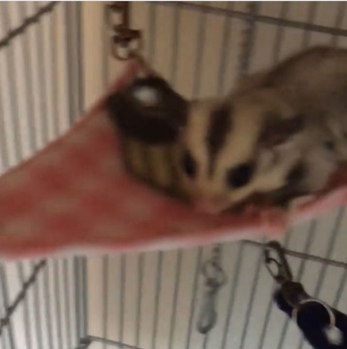 三角コーナーハンモック（迷彩柄） 春・秋仕様 2枚組