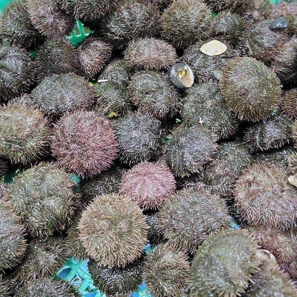 石鯛活バフンウニ釣りエサ用8キロクール便