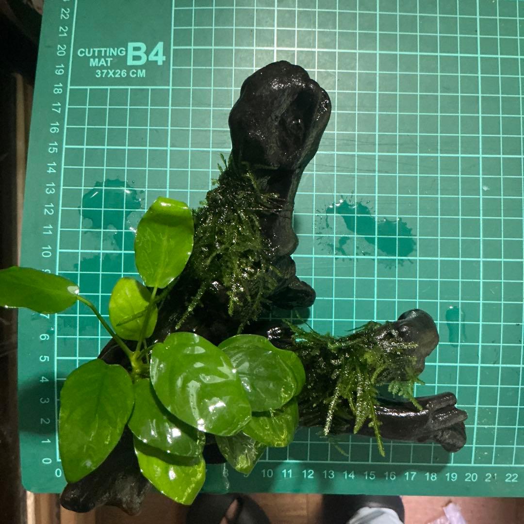 速達】ジャイアント南米ウィローモスとアヌビアスナナ付流木 19cm 速達