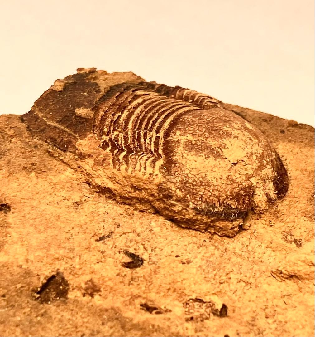 三葉虫 化石 Meitanillaenus