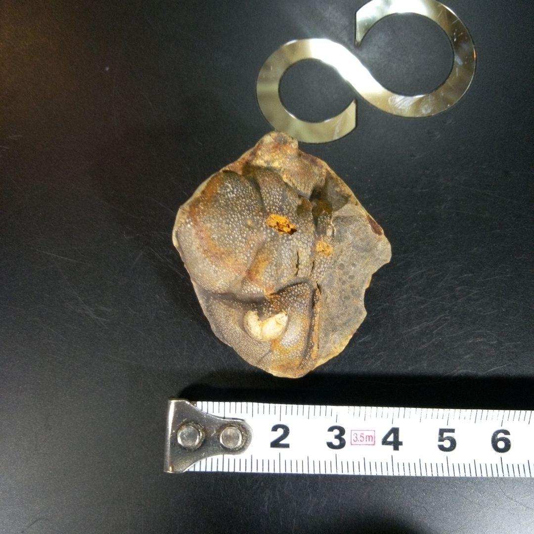 三葉虫 化石 fossil 海 ボリビア産 trilobite ボリビア化石郡⑦