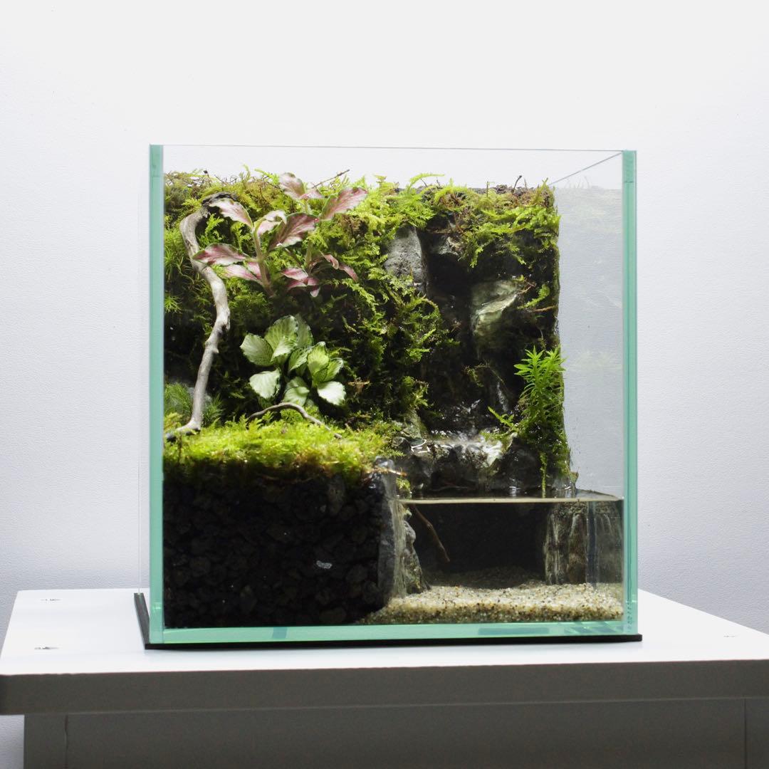 初めてのアクアテラリウム No.3 パルダリウム イモリウム 20cm水槽