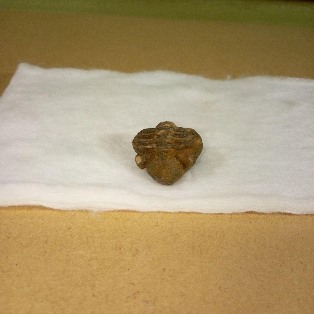 三葉虫 化石 三葉虫化石 究極のレトロ fossil ボリビア産 化石管理番号⑰