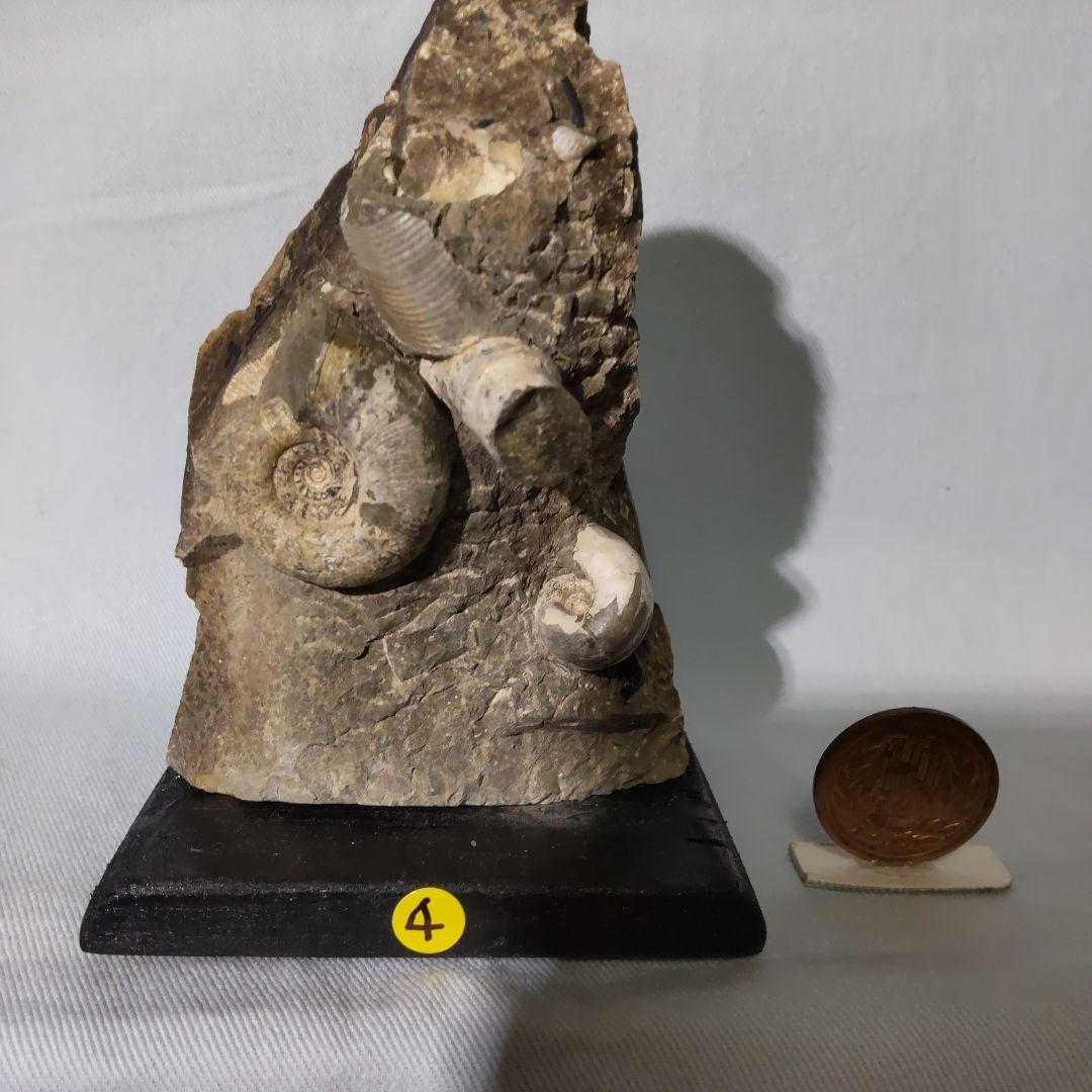 北海道三笠産異常巻きアンモナイト群生化石 プレスリリース]北海道羽幌