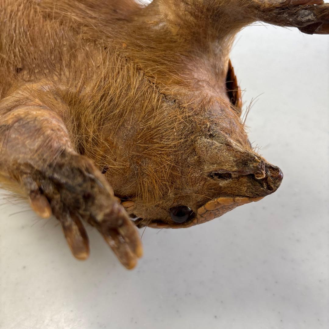 アルマジロ剥製