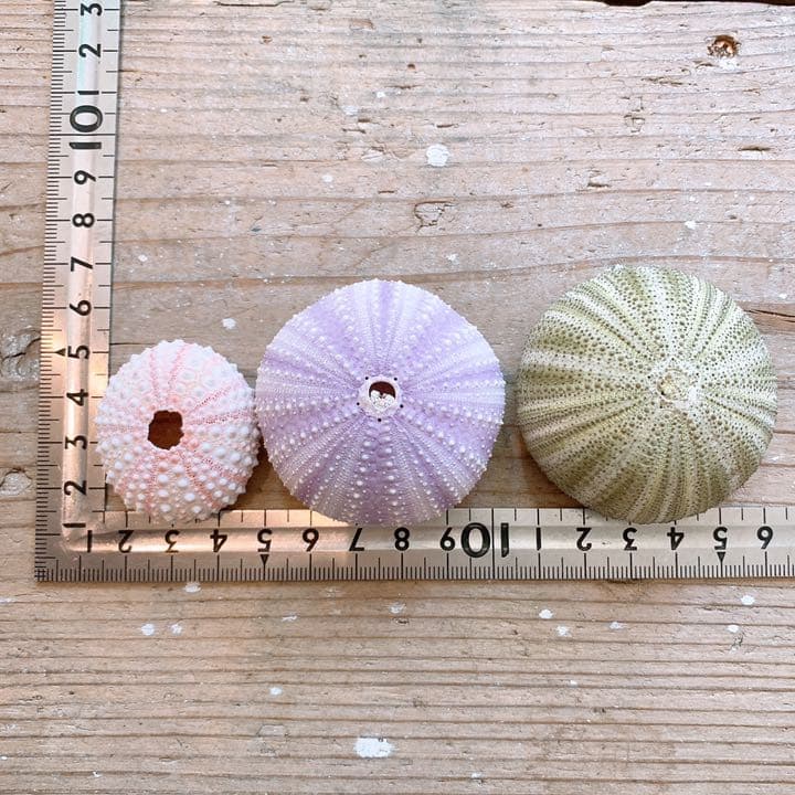 シーウーチン＊3種類セット(A-13)＊ウニの殻＊骨格標本 - メルカリ