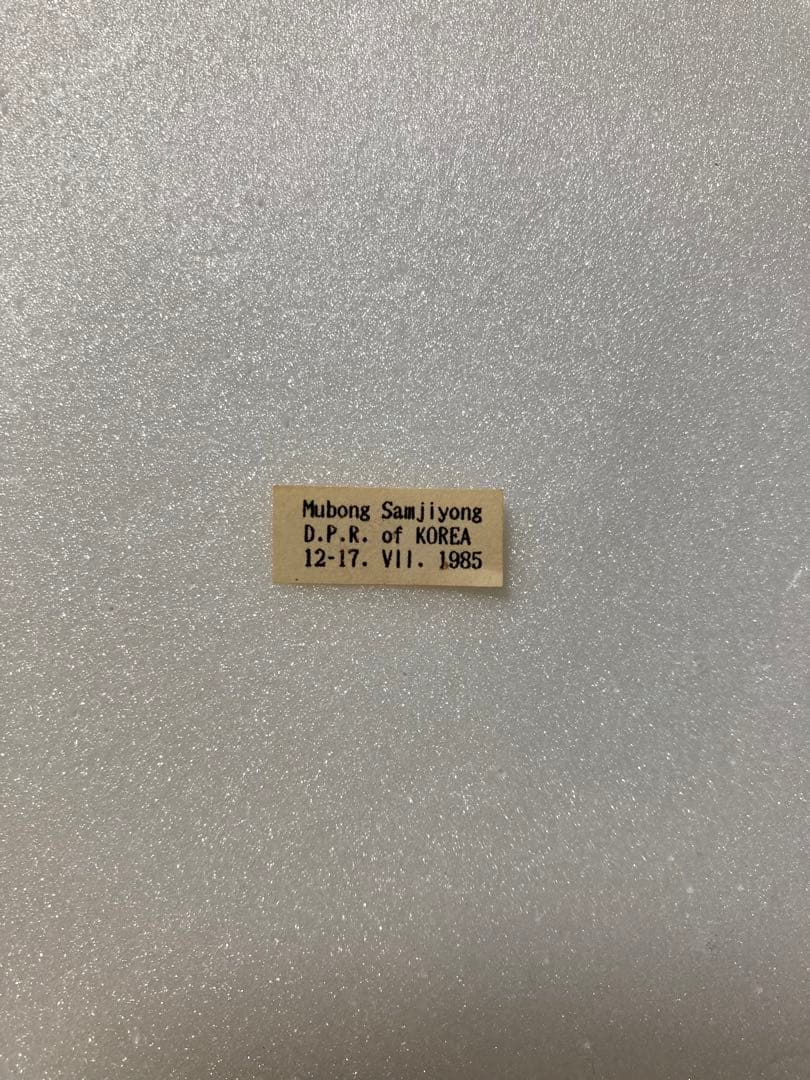 パルナシウス・ノミオン（1オス・北朝鮮） No.14 朝鮮朝顔(1