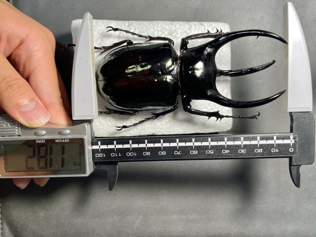 大型極太マレーコーカサスオオカブト117㎜ wf1 昆虫標本 - メルカリ