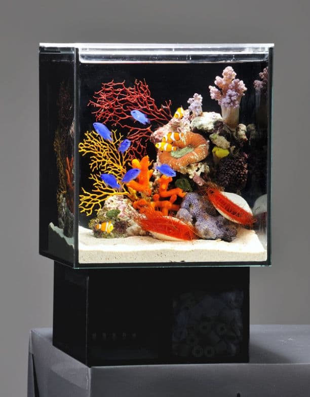 トップ 小型 オーバーフロー水槽 小型 オーバーフロー アクリル水槽