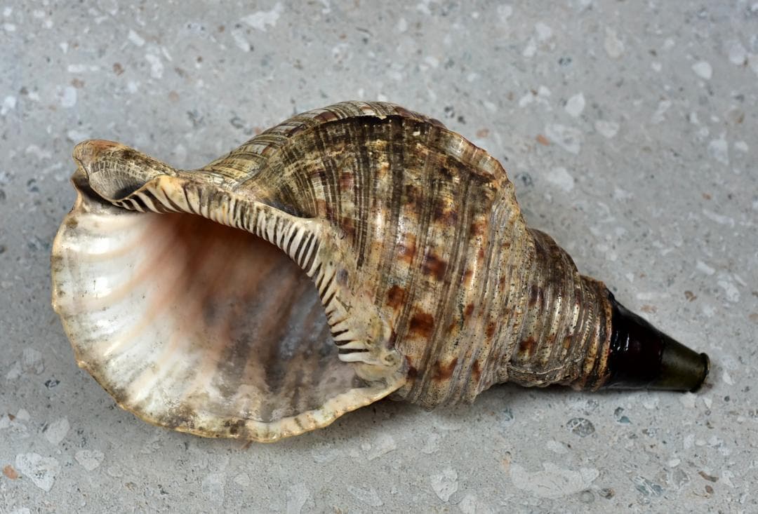 値下げ、古い法螺貝、ほら貝、山伏修行、魔よけ、和楽器 法螺貝 ほら貝