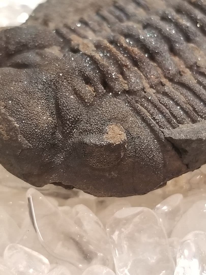 自由研究にイチオシ！】 三葉虫 〜カンブリア紀〜 『結晶化された化石