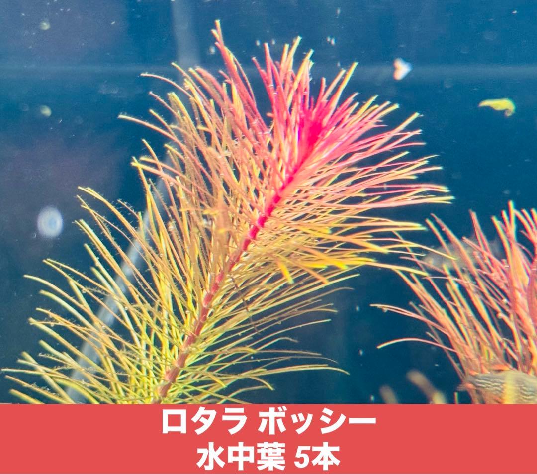 レア】ロタラ・ボッシー 水中葉 15~20cm 5本 無農薬【メルカリ便