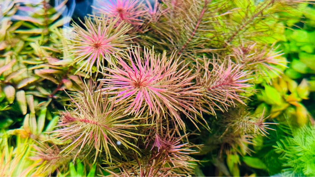 レア】ロタラ・ボッシー 水中葉 15~20cm 5本 無農薬【メルカリ便