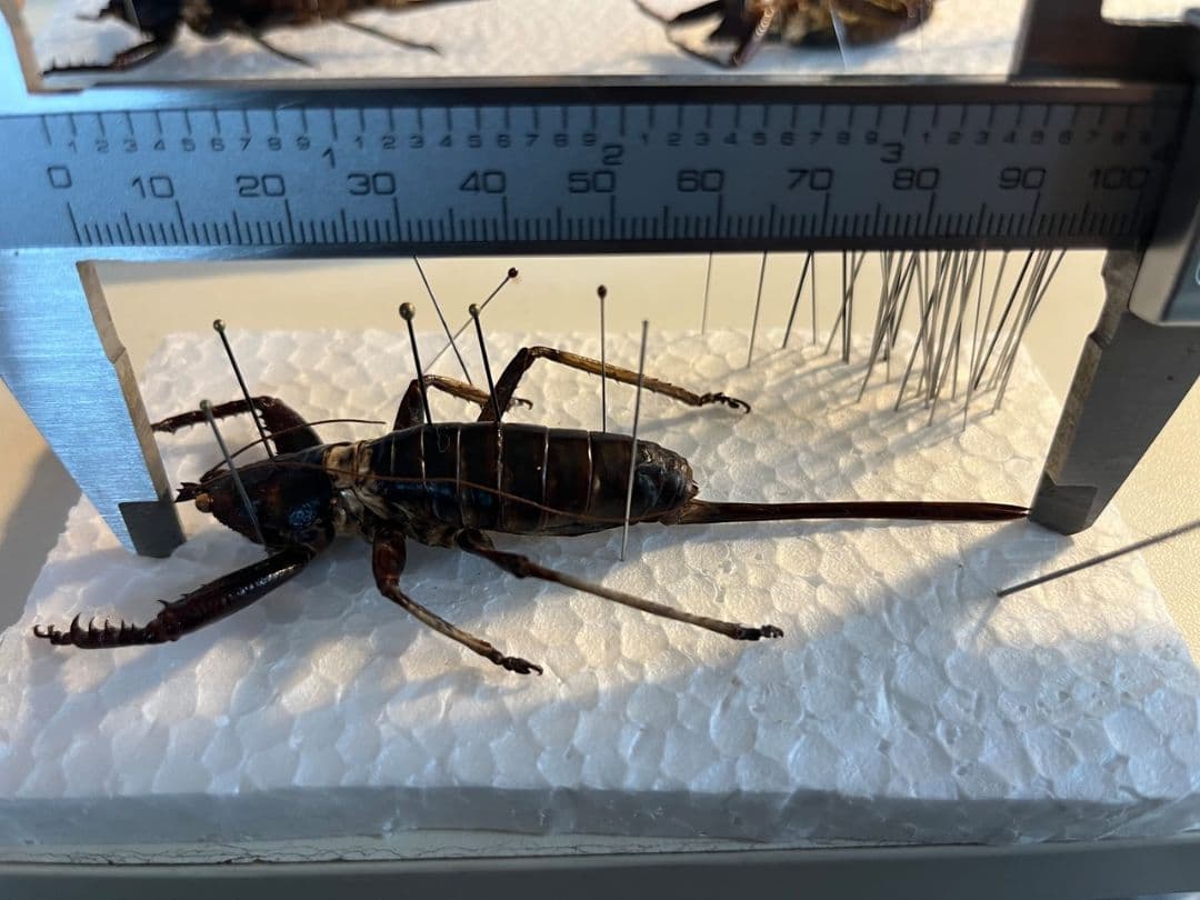 【特大♀】マッチョキリギリス コロギス リオック ロブスター　標本